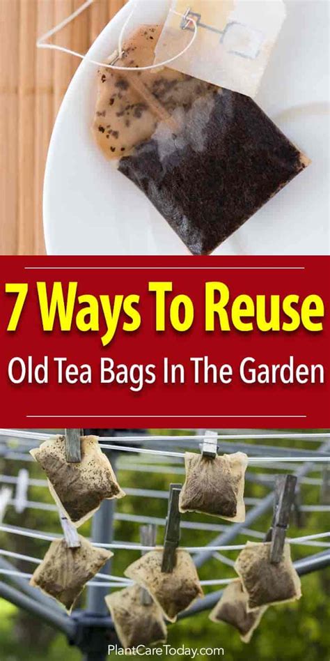 old tea bags for plants